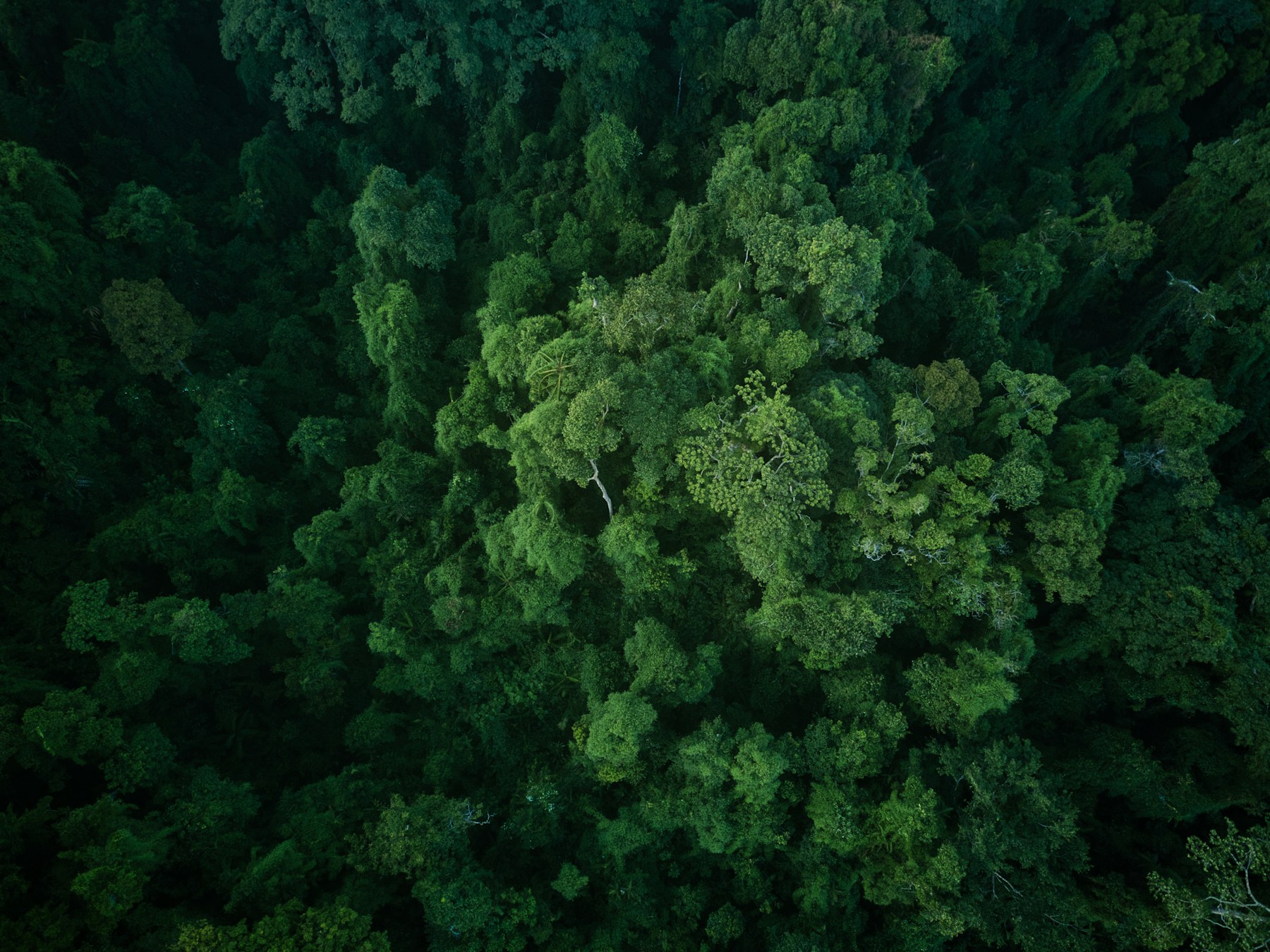 Pemandangan udara kanopi hutan tropis yang lebat